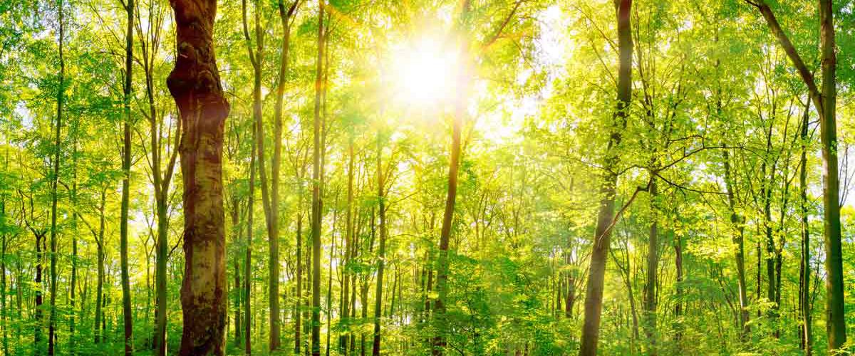 Praxis für Naturheilkunde und Osteopathie in Stuttgart